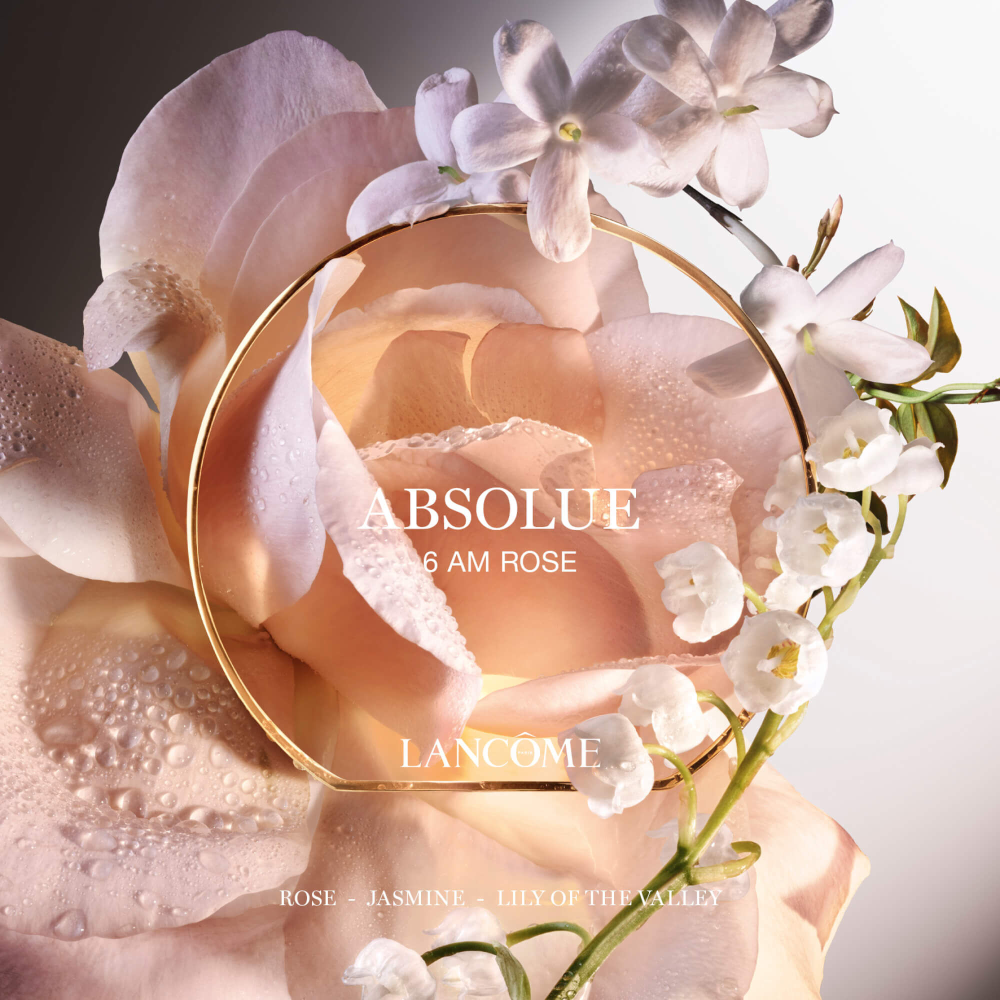 ABSOLUE 6AM ROSE