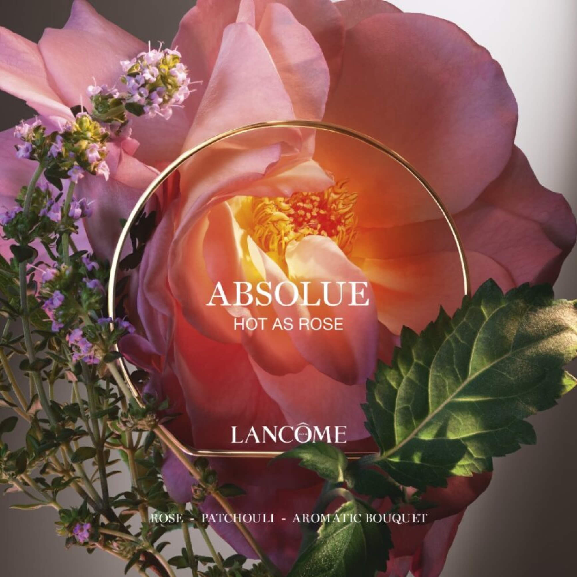 ABSOLUE HOT AS ROSE