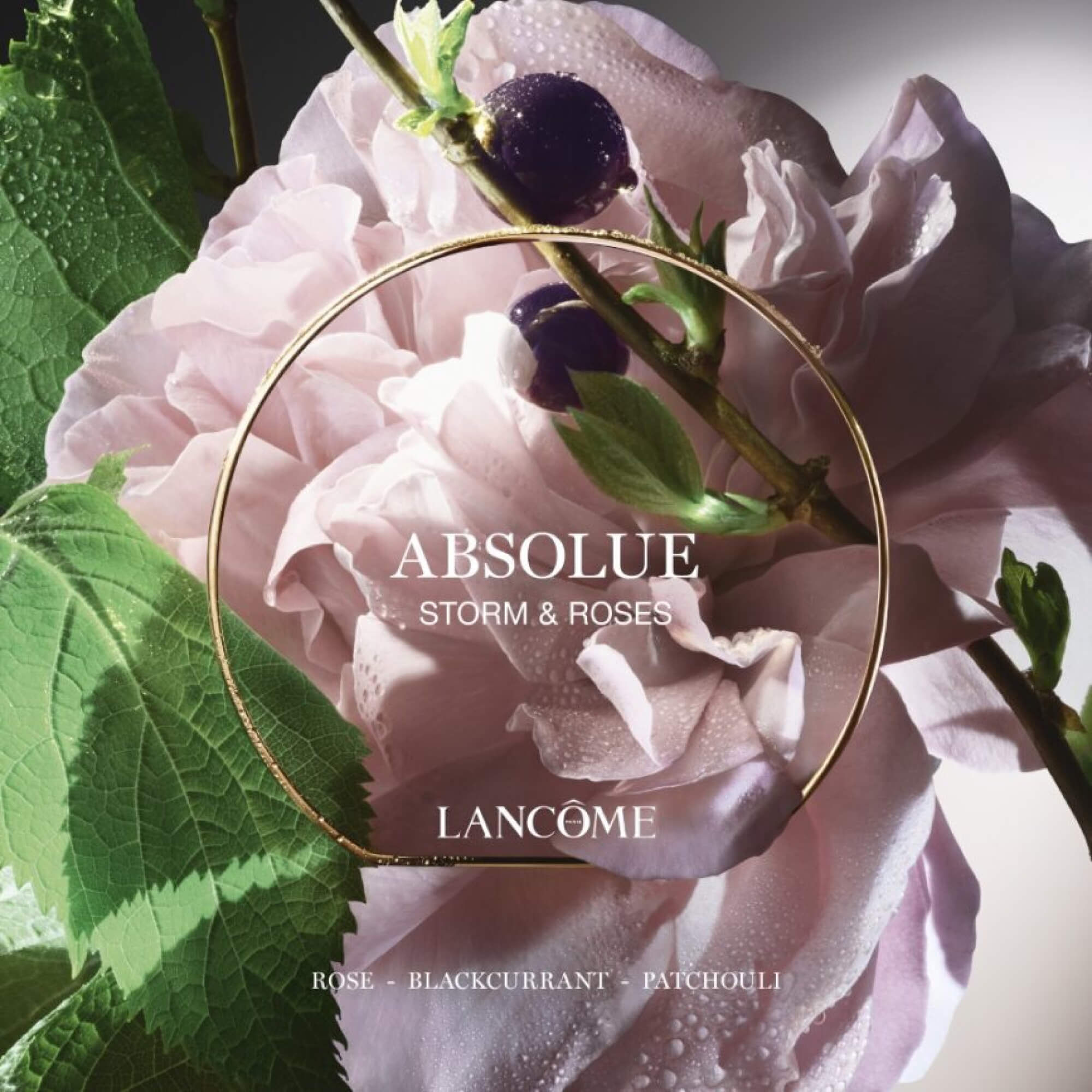 ABSOLUE STORM & ROSES