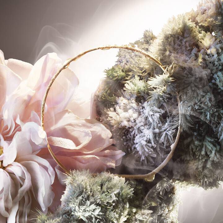 ABSOLUE NOT YOUR ROSE