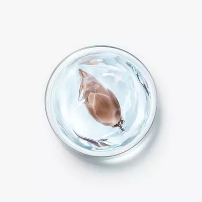 Beech Bud ekstraktı iceriği
