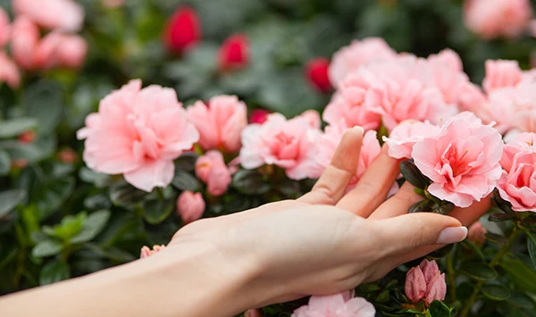 Lancôme’a Özel Isparta'da Yetiştirilen Güller